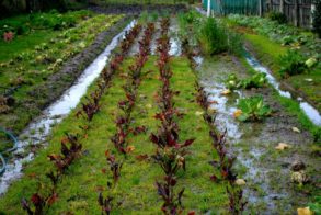 527068_457031534329754_2090628311_n