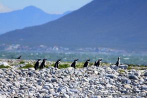 1382925_10151894844777520_336001609_n