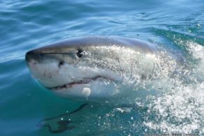 222093_10150187176392520_7829871_n