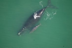 230653_10150187177862520_5186887_n