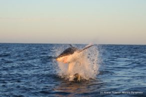 241295_10150187176632520_5214498_o