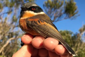 64327258_1585449491585949_1815520046529642496_o