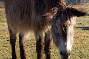 Eseltjiesrus Donkey Sanctuary, McGregor