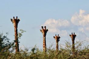 Photo 26-04-2020, 14 43 06