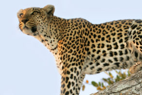 Roadkill Research (EWT), Alldays