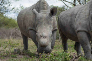 rescued-rhinos@hesc
