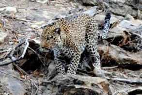 Mogalakwena Group, Alldays, Limpopo, South Africa 5