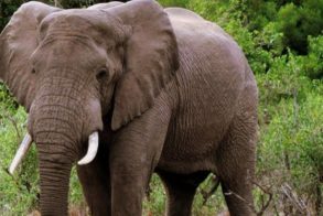 Mogalakwena Group, Alldays, Limpopo, South Africa 6