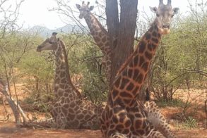 13769547_522071934664836_5123293831639753361_n