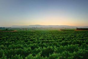 18670899_1213012832153928_5962856940123793982_n