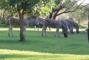 23472343_718017098403651_5733585683198423081_n