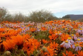 39004260_1048330061991668_3954717242326777856_n