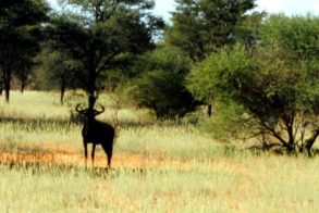 417039_367477409951834_865353116_n