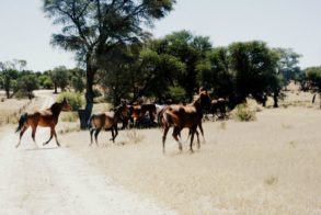 420901_365460376820204_1599651231_n (1)