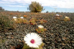 42765228_1082097375281603_1267918794395746304_n