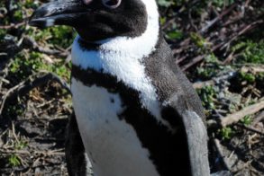 542225_472619236104317_390321165_n