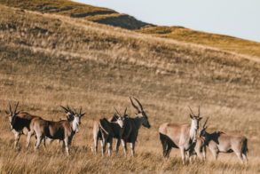 61772688_2743895492304486_4135984223930548224_n