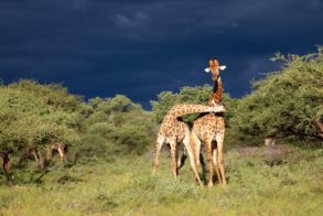 64564271_1475903819218917_252167017530916864_o