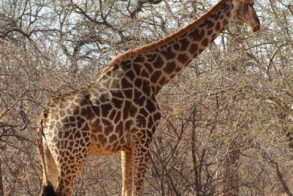 67890271_1077052759166748_4605888697341050880_n