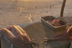 68537851_2412128435541314_1797248899170172928_n