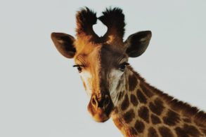 68815918_2379642002091344_8680241360344711168_o