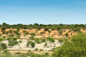 Kalahari Rangers (11)