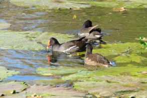 Quarry Lake Inn Pond Birds