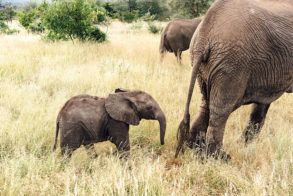 Tanda-Tula-Field-Camp-Walking-amongs-big-5-that-we-protect