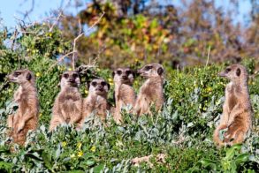 meerkats_in_the_klein_karoo