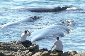whales-from-the-cliff