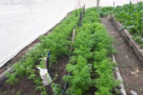 38734175_1262965810509754_4518961827740123136_n