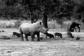 536174_379867282046180_1431213099_n