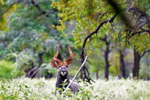 56162395_2181166998631858_8116685253893947392_o