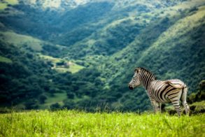 64460640_2977529265621243_2251310479471280128_o