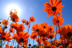 67378564_2334720629915634_3285207273390997504_o