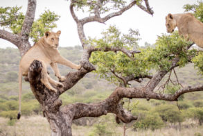 Photo 08-08-2019, 15 27 35