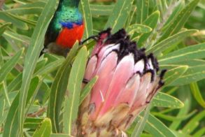 13412927_10154201909854035_7524935472498636693_n