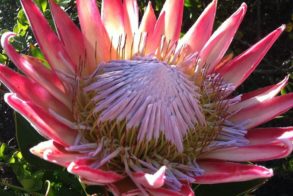 21761752_1818653554829006_4635581536032008805_n