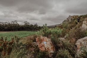Blue Gum Trail