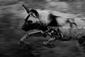 17353229_748883815270615_5077986951515981455_n