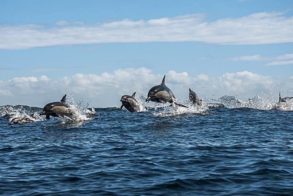 21105691_1400282266687855_3362428770088454789_n