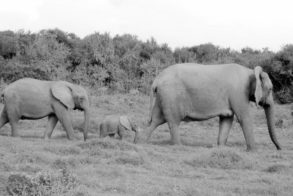 217823_451973038168937_1513674697_n