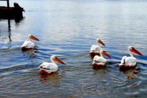 379144_323600984339477_1397832870_n