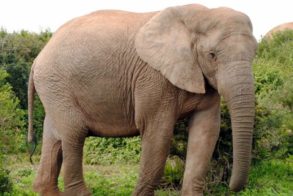 487181_451972621502312_1038506583_n