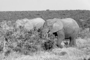 536679_451973274835580_867082187_n