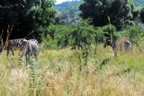 541879_371215019578073_1551726063_n