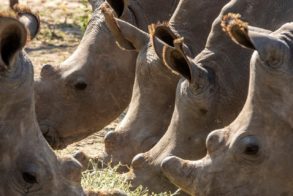 64316362_1271045309721127_933714993818370048_n