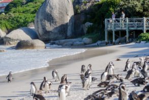 Penguins-at-boulders-beach-on-Cape-Point-Tour-3
