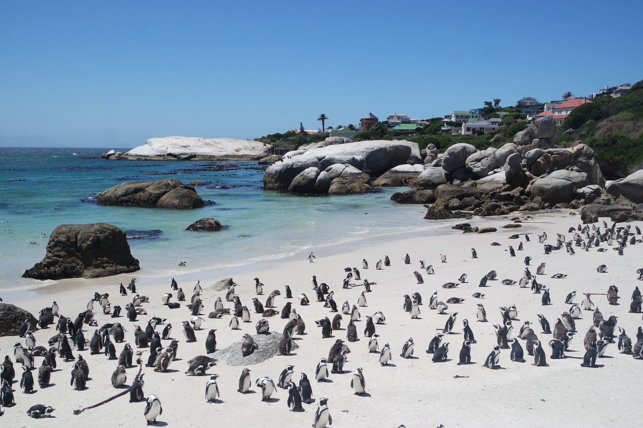 Penguins, Boulders Beach, Cape Town - The Expedition Project
