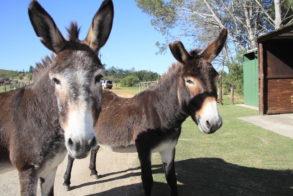 10361443_1587942658101961_3825150904227340725_n